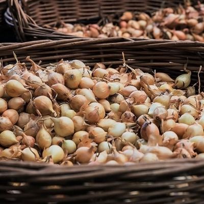 Growing Shallots & Onions