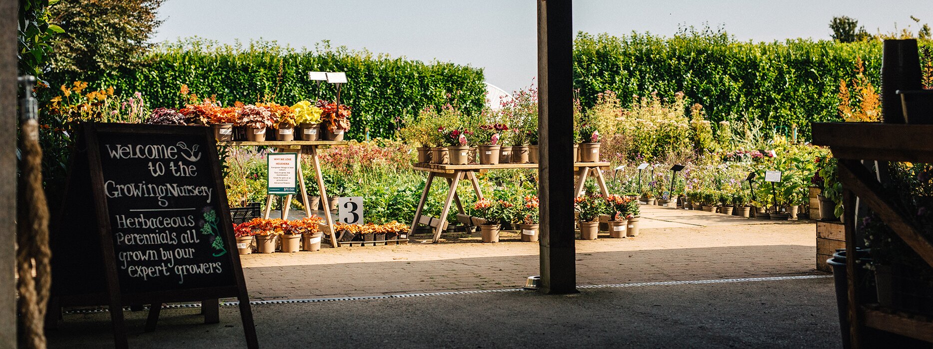 20% off at The Growing Nursery this Bank Holiday 20% OFF AT THE GROWING NURSERY