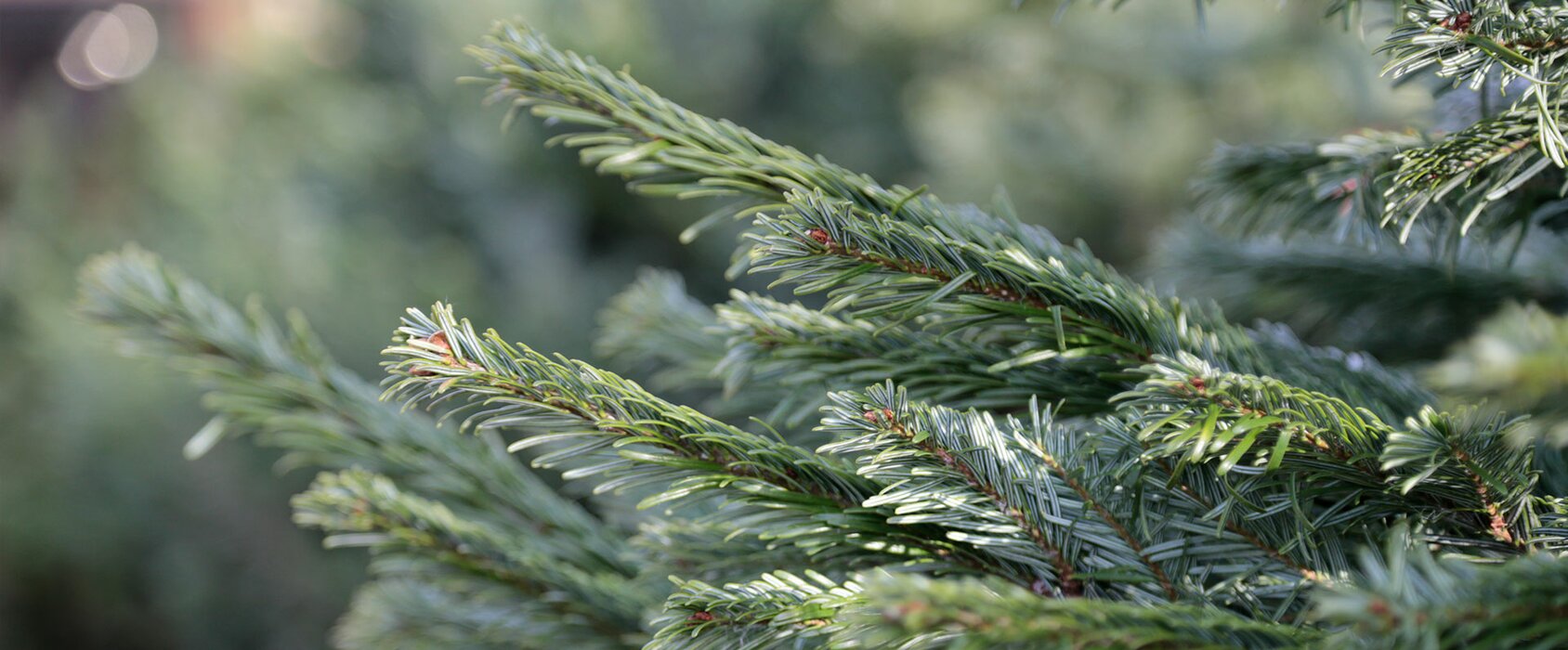 Christmas Trees CHRISTMAS TREES HAVE ARRIVED