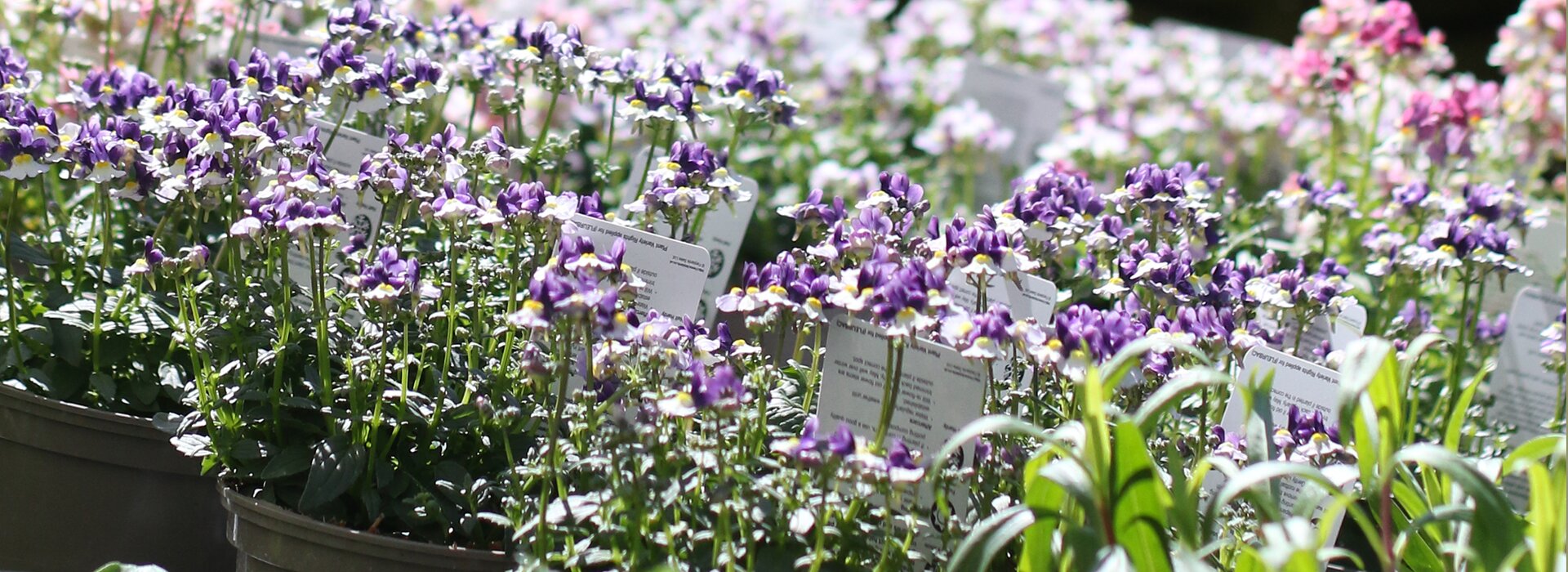 Summer bedding