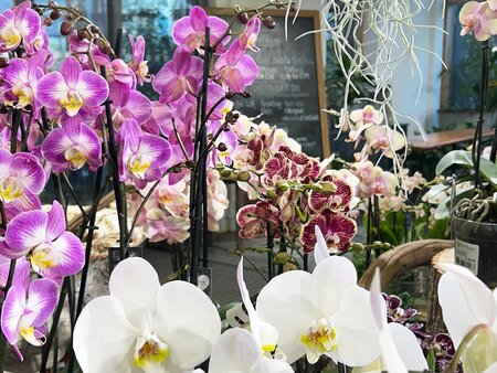 Orchid Day 2025