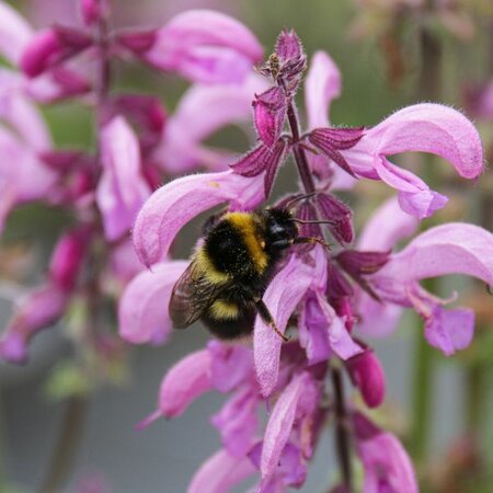 Salvia with bee