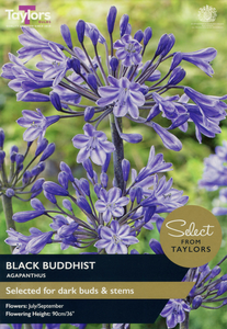 Agapanthus - Black Buddhist Bulbs (1 per pack)