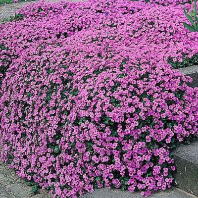 Aubrieta Seeds - Purple Cascade F1 Hybrid