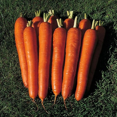 Carrot Seeds - Bangor F1 Hybrid - Beetham Nurseries