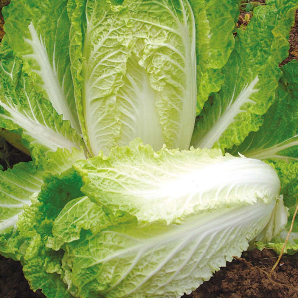 Chinese Cabbage Seeds - Hilton - Beetham Nurseries