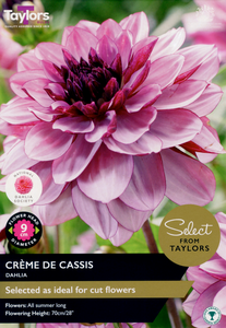 Dahlia - Creme de Cassis Bulbs (2 per pack)