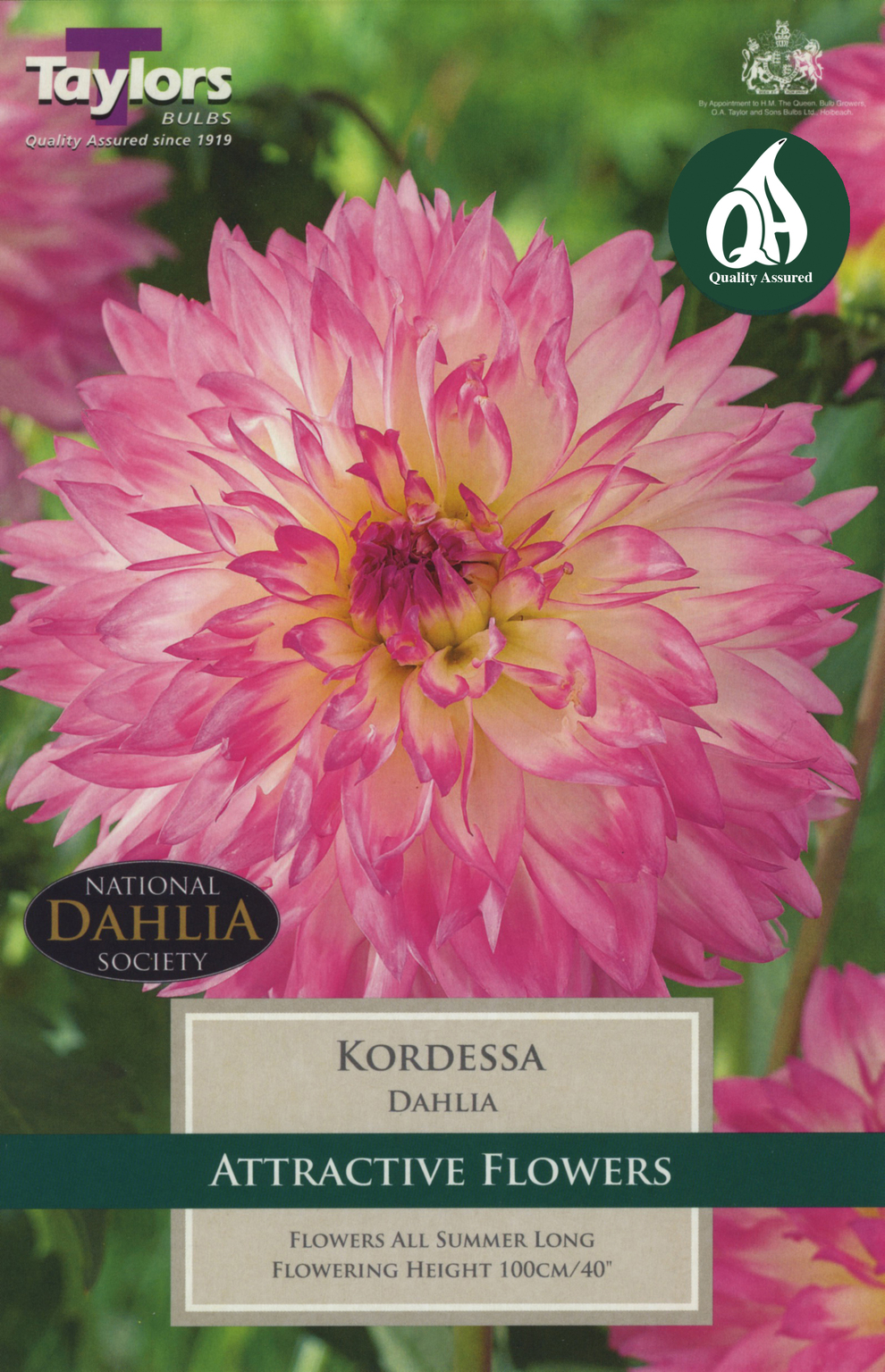 Dahlia - Kordessa (1 per Pack) - Beetham Nurseries