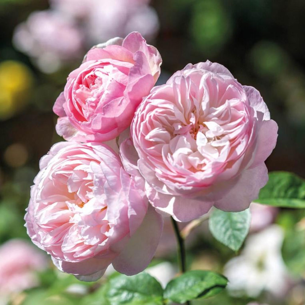 Gentle Hermione English Shrub Rose - David Austin Roses - Beetham Nurseries