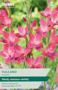 Gladioli - Vulcano (8 per Pack)