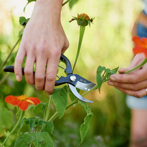 Niwaki Black Sentei Secateurs