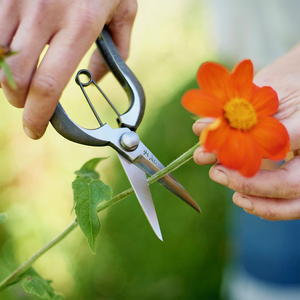 Niwaki Pro Snips