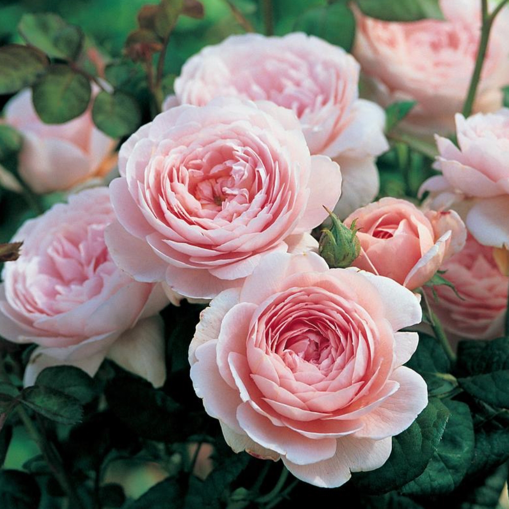 Queen of Sweden English Shrub Rose - David Austin Roses - Beetham Nurseries