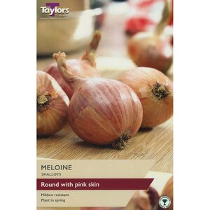 Shallot - French Meloine (Pack of 10 Sets)