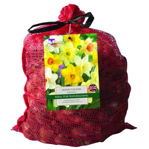 Taylors 8kg Mixed Daffodil Bulbs