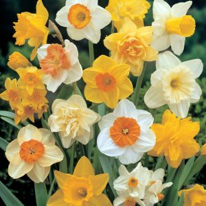 Taylors 8kg Mixed Daffodil Bulbs