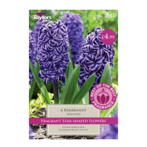 Taylors Hyacinth Rembrandt Bulbs (6 per Pack)