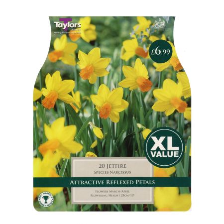 Taylors Narcissi Jetfire Bulbs (20 per Pack)