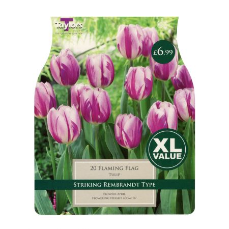 Taylors Tulip Flaming Flag Bulbs (20 per Pack)