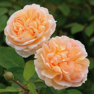 The Lady Gardener® English Shrub Rose - David Austin Roses