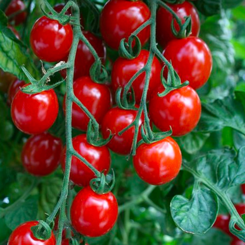 Tomato Seeds - Apero F1 Hybrid - Beetham Nurseries